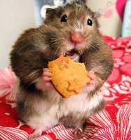 hamsters-eating6.jpg