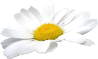 kisspng-german-chamomile-oxeye-daisy-clip-art-camomile-flowers-png-5a763dd7297b26.737322381517...png