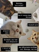 коты5.jpg