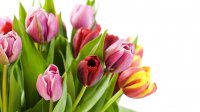 172483__flower-flowers-tulips-colorful-red-pink-yellow-white-background-plants-herbs-leaves_p.jpg