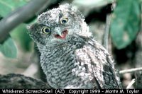 screech-owl_whiskered_juv3.jpg