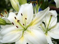 56115270_1267946295_White_Lillies_wallpaper1024.jpg