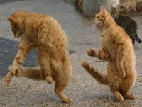 funny-pictures-dancing-animals-cute4-jpg-pagespeed-ce-lltgfqwkdn.jpeg