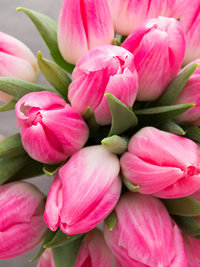 Tulips_Closeup_Colored_background_Pink_color_517900_2048x2732.jpg