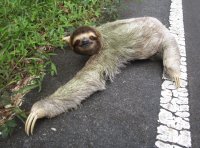 1068551-sloth.jpg