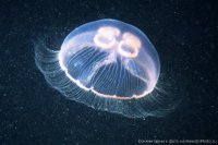 Jellyfish-02-700x467.jpg