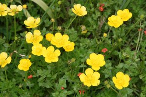 buttercup_ranunculus_yellow_flower-809714.jpg!d.jpg