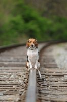 Dog on rail.jpg