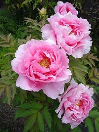 Paeonia_suffruticosa01_2048.jpg