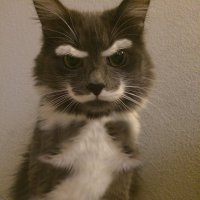 serious-cat.jpg