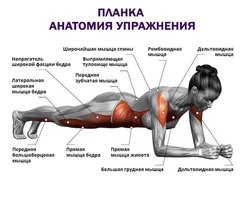 anatomiya-uprazhneniya[1].jpg