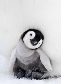 penguin-awareness-day-photography-71.jpg