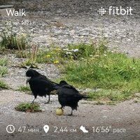 fitbitshare_486155984.JPEG