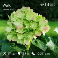 fitbitshare_959267.JPEG