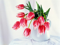 Nature_Flowers_Tulips_bowls__Flowers_008358_.jpg