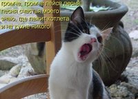 поющий котик.jpg