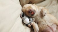 sleeping-puppy-3.jpg