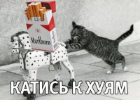 котэ-катись-к-хуям.jpg