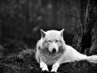 Animals___Wolves_and_Foxes_Beautiful_white_wolf_094723_29.jpg