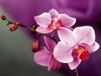 Orchids_04.jpg