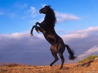 Animals___Horses__001981_1.jpg