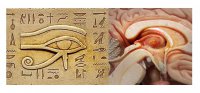 human-brain-pineal-eye-of-horus.jpg