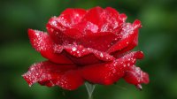 beautiful-rose-flower-wallpapers.jpg