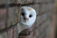 barn-owl-cute-owl-photo-pretty-Favim.com-254966.jpg