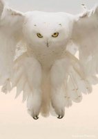 snow-owl-5.jpg