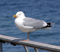 larus_argentatus_ad.jpg