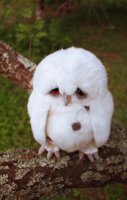 hohmodrom_sad_owl_3_by_distasty.jpg