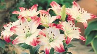 lily-flower-background.jpg