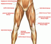 1247252_noga-cheloveka-anatomiya.gif