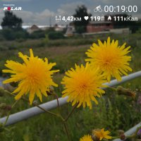 PolarFlow_20170727_185113.jpg