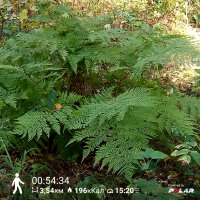 PolarFlow_20170924_190213.jpg