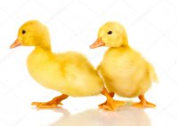 depositphotos_11280481-stock-photo-two-duckling-isolated-on-white.jpg