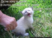 котэ2.jpg