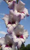 gladiolus_vera_linn.jpg