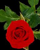 Rose_with_leaf1.jpg