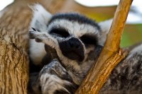 sleepy-lemur-justin-albrecht.jpg