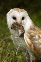 barn-owl-with-mouse.jpg