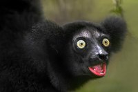 indri[1].jpg