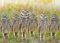 Burrowing-Owl-Desktop[1].jpg