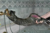 1237812699_wash_cats_16.jpg