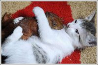 cats_and_squirell_06[1].jpg