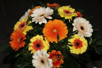 autumn-flowers-1750877_1920.jpg