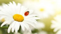 camomile-wallpaper-1366x768.jpg