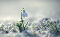 Flower-as-Snowdrop.jpg