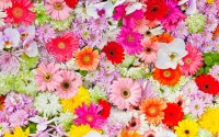 Chrysanthemums-orchids-gerbera-colorful-flowers_2560x1600_wallpaper-1.jpg