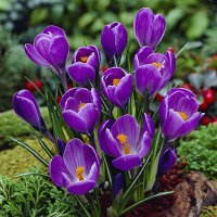 crocus-remembrance.jpg